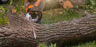 Tree and Shrub Care in Ashland, OH