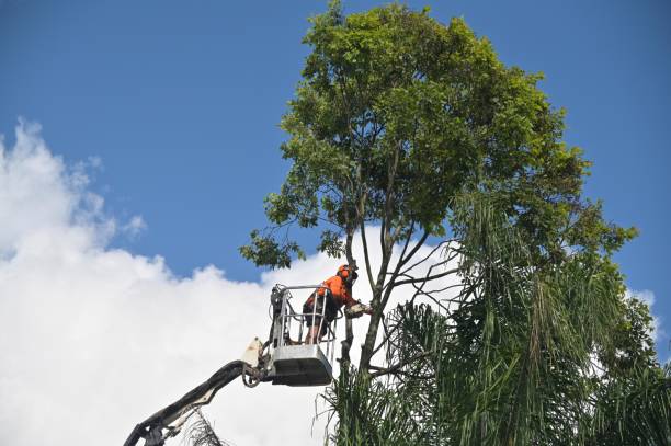 Best Tree Cabling and Bracing  in Ashland, OH
